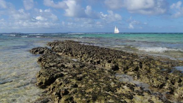 La barrière de corail